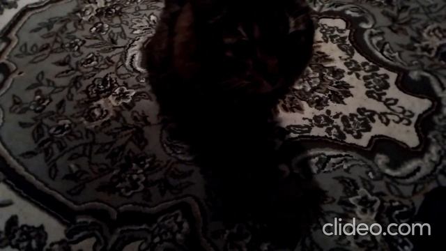 Кот Марс. Обжорство, драки, мурлыки и ругань.