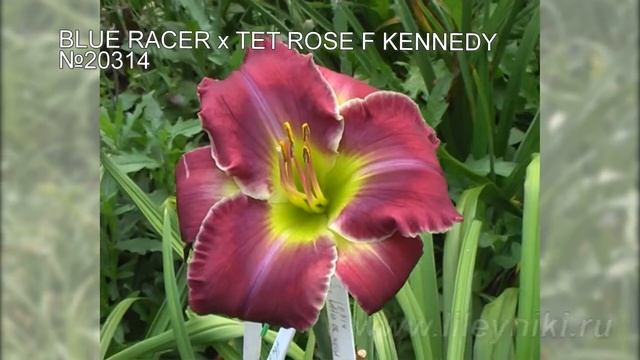 Лилейники моя селекция №20314 (BLUE RACER x TET ROSE F KENNEDY)20314