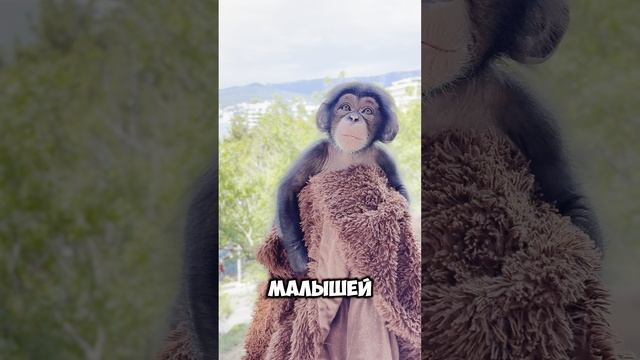 Тот самый малыш шимпанзе. Почему их рождение — уникальное событие?