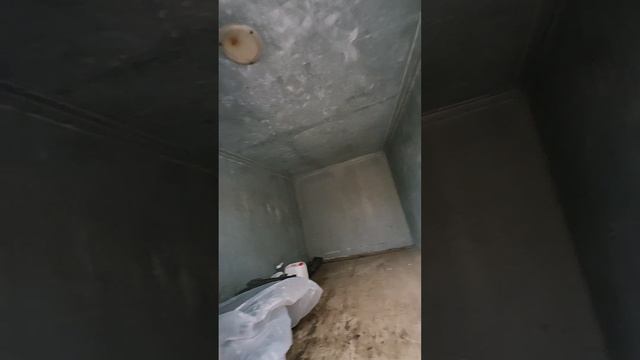 petal_20241112_084542.mp4