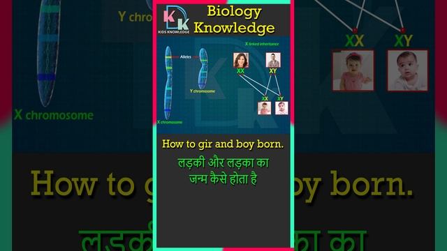 Human Chromosome | X Linked Inheritance | Alleles | XY Chromosome | How To Boy And Girl Born
