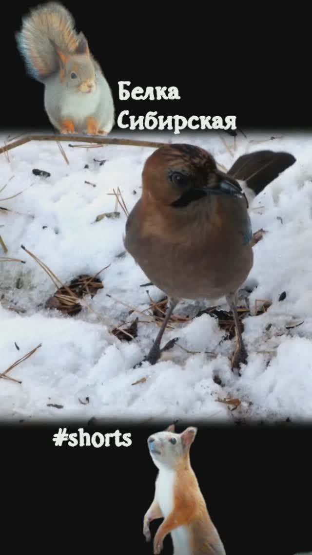 Сойка неуловимо скачет по земле