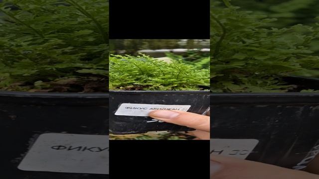 папоротники обзор 11.24