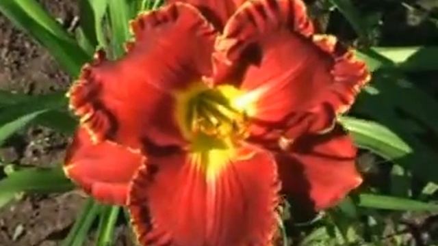 Лилейник daylily BIG RED WAGON