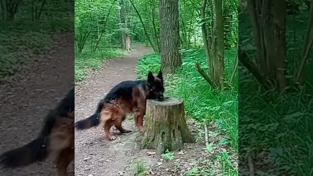 YouCut_20241106_095806718.mp4