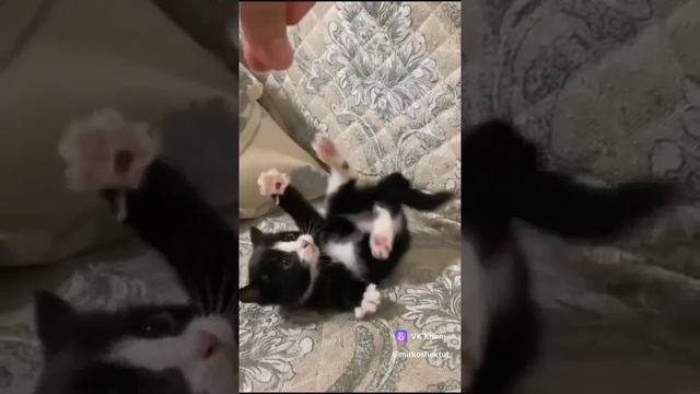 котик мой 🥰💗❤️👩❤️💋👨😙