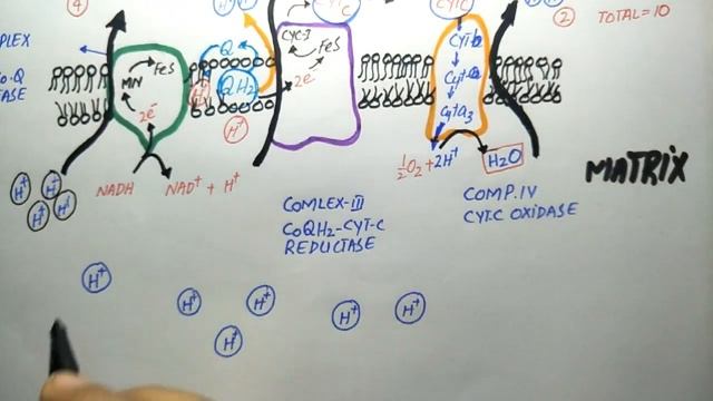 Electron transport chain Urdu hindi for F.Sc. B.S. Botany, Zoology, Chemistry