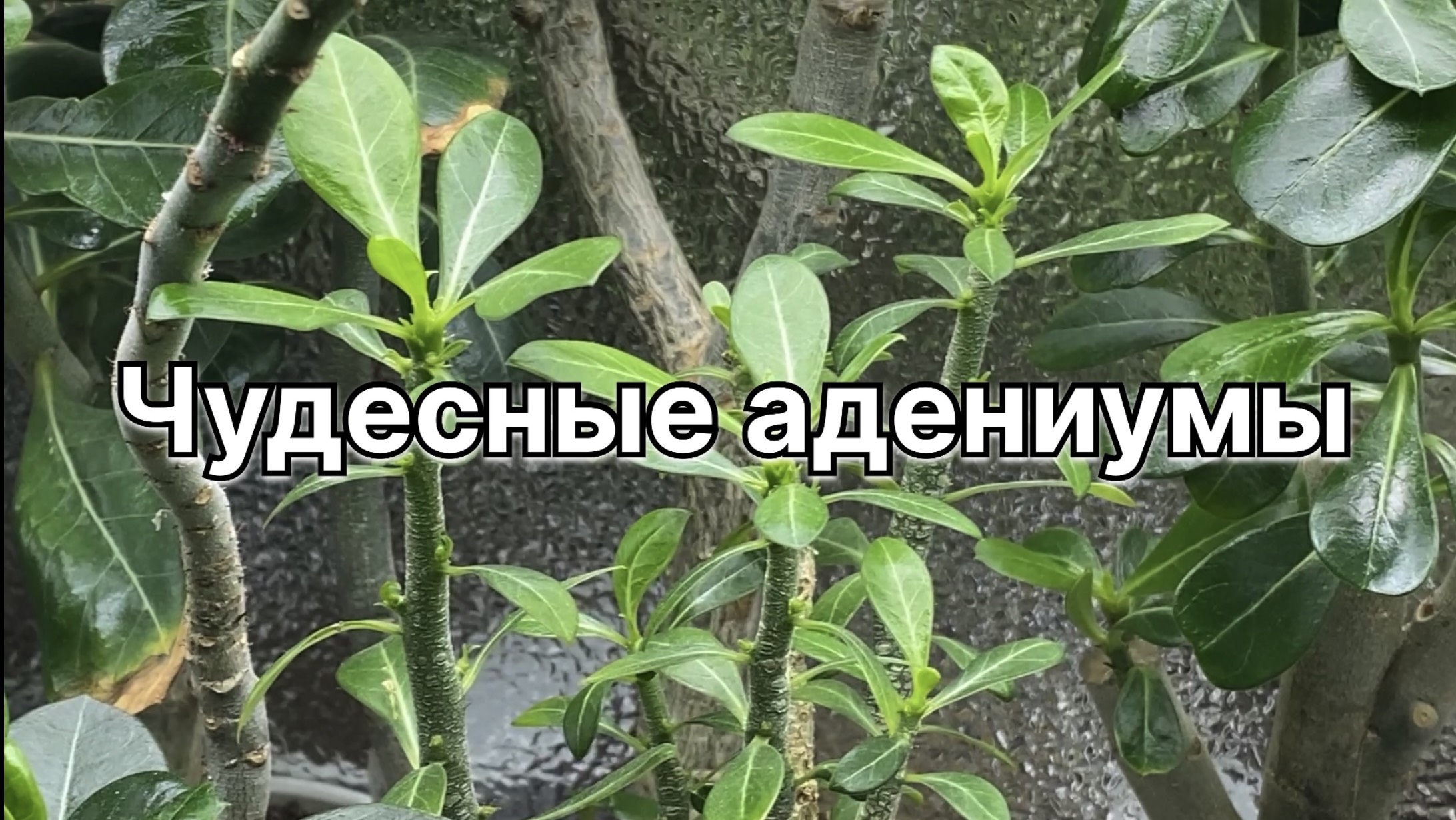 Адениумы. Они живые! Они чудесные! Вечёрят па полках. Есть смешные. 12 ноября 2024 г.