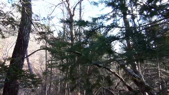 Поход в тайгу. Поход в лес. Прогулка по лесу. Приморская тайга. Горная речка.