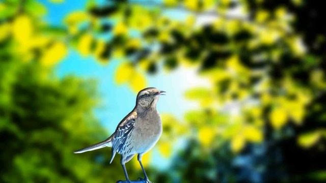 Masteran Burung Luar Negeri Cetrekan Pedas Unik - Chilean Mockingbird (Mimus thenca)