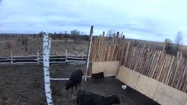 Веселье на ферме