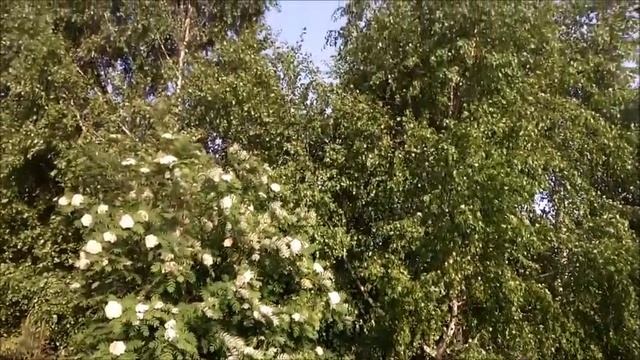 Савин Виталий-Я не сжигал не скем мосты.