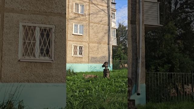 дружба между собакой и кошкой