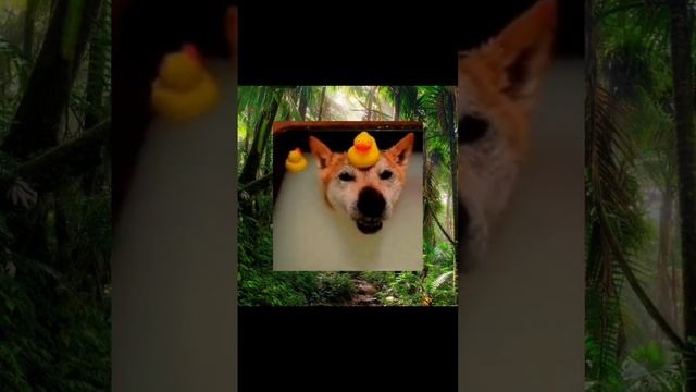 Собака