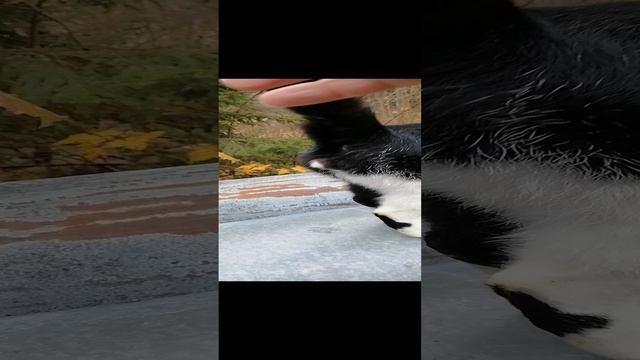 VID_20241110_101925.mp4