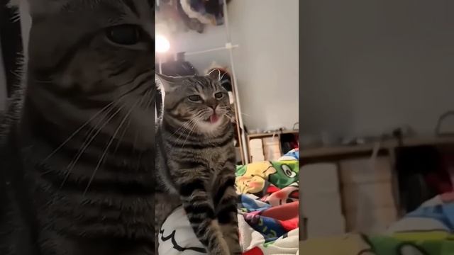 приколы про кошек и собак #shortvideo #catfunny #cat