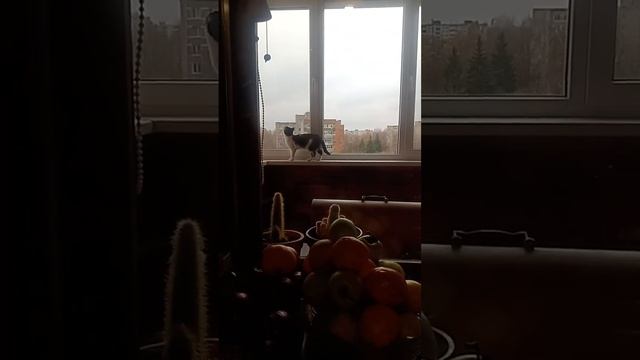 Маленькая хозяйка гуляет по балкону ;-)