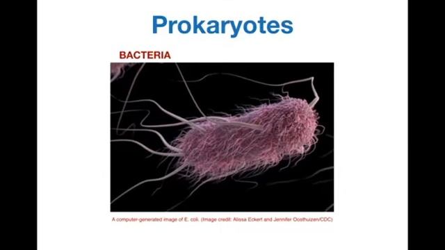 Bacteria 1