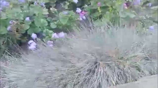 Родовое поместье Надежды Обережной