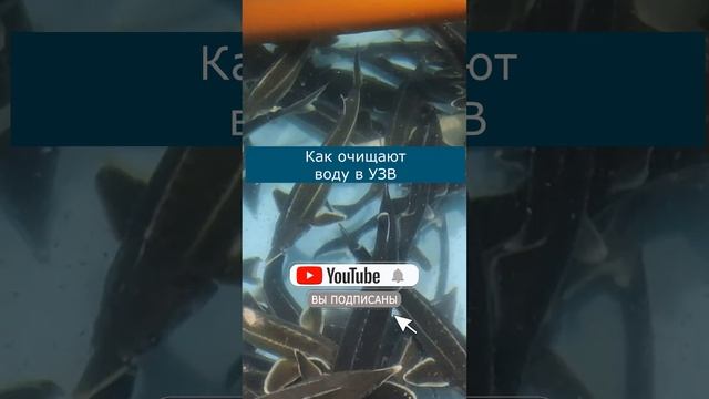 Как очищают воду в УЗВ  #узв #рыба #акварост