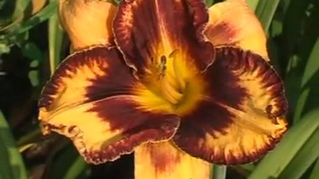 Лилейник daylily GAVIN PETIT