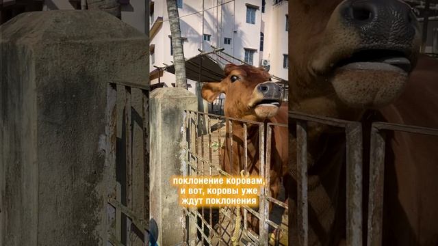 ПОДНОШЕНИЯ ДЛЯ БОЖЕСТВ ОТ ВАШЕГО ИМЕНИ В ГОПАШТАМИ 🐮🔥