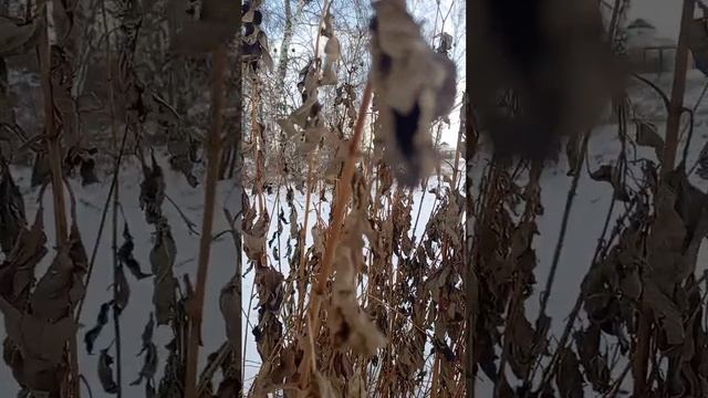 1007099229.mp4
