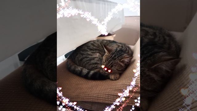 моя кошка баст спит на стуле