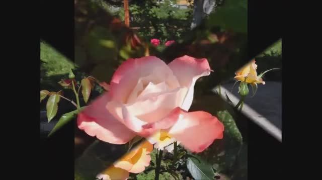 Мы есть друг у друга. Работа со звуком Арнольда Макалиша, стихи Любови Чернышовой, исп.- Елена Маак