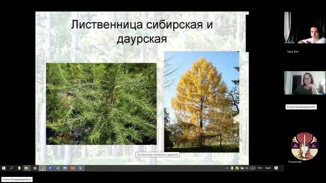 7 класс_2_12.11_Голосеменные