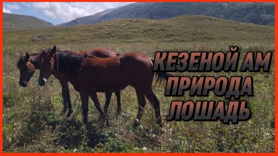 КЕЗЕНОЙ АМ ПРИРОДА ЛОШАДЬ