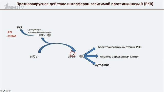 Авторская программа Марины Аствацатурян «Медицина в контексте», тема: «Онколитические вирусы»