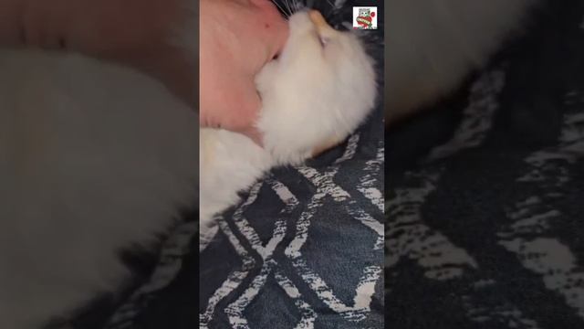 Доброе утречко от Самой Доброй и Самой Ласковой на свете Настюни 🌞❤️😽