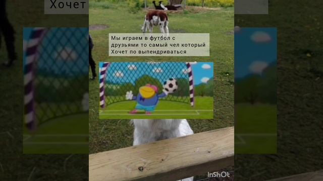 чел