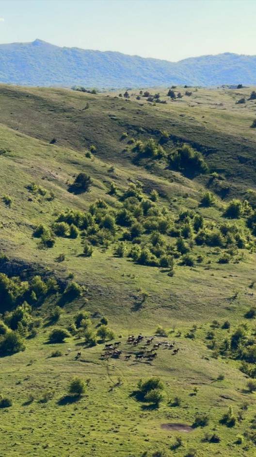 Табун диких лошадей в крымских горах