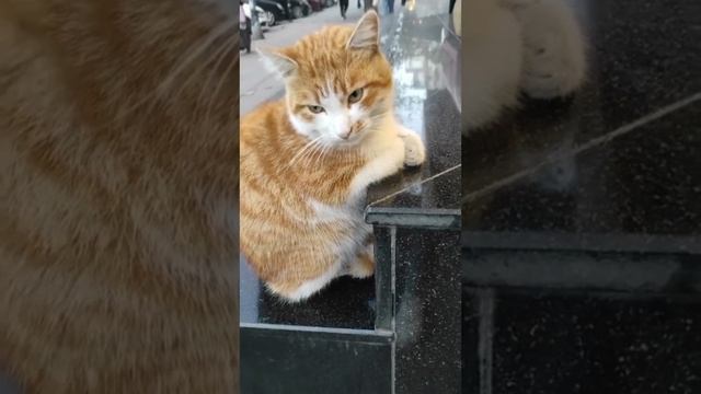 Подборка смешных котиков