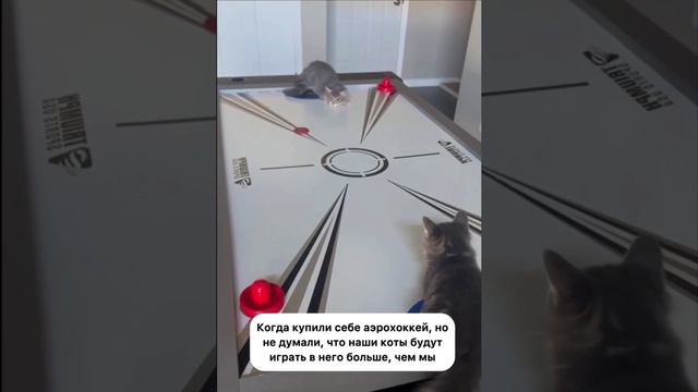 Кото хоккей