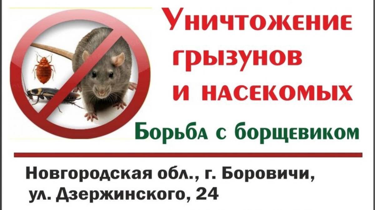 ООО _Дездело__ уничтожение вредных насекомых и грызунов в Боровичах и районе