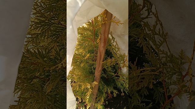 Что я укрываю на зиму #цветы #дача #сад