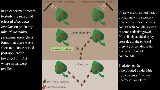 Effects of Beauveria bassiana on predation and behavior of the predatory mite, 2018