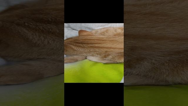 1000003964.mp4