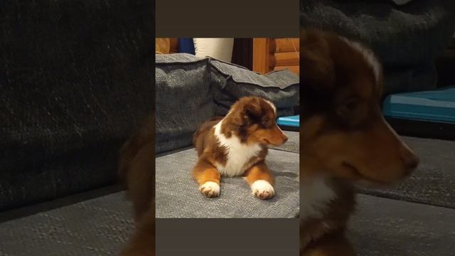 1000062947.mp4
