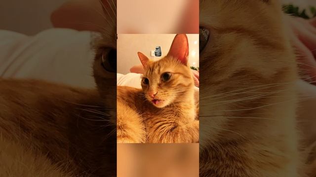 Многогранная личность, что тут еще добавишь #рыжийкот #питомцы #кузятихон