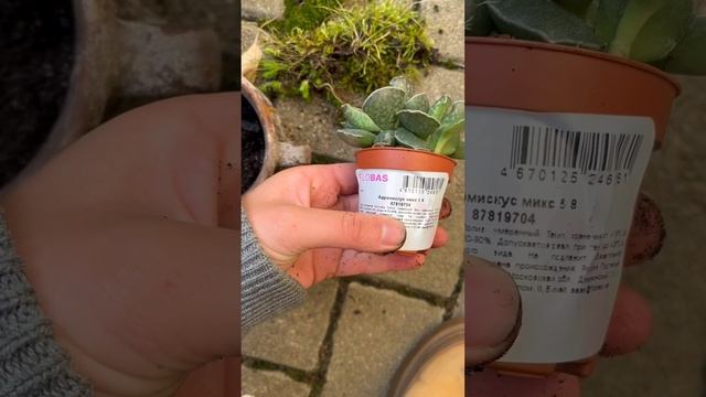 Пусть со мной останется кусочек лета  #растения #мох #сад #зимнийсад #plants #moss #garden