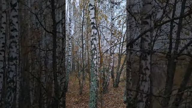 Белоствольные