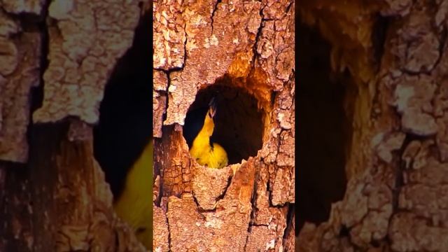 The campo flicker