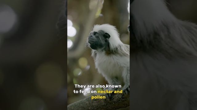 Cotton Top Tamarin: The Critically Endangered and Social Primate of Colombia