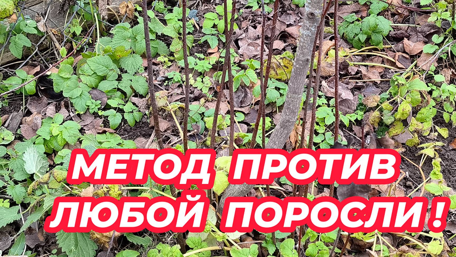 МЕТОД ПРОТИВ ЛЮБОЙ ПОРОСЛИ! Как избавиться от поросли деревьев и кустарников на участке