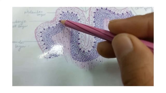 Histology of cerebellum (practical)