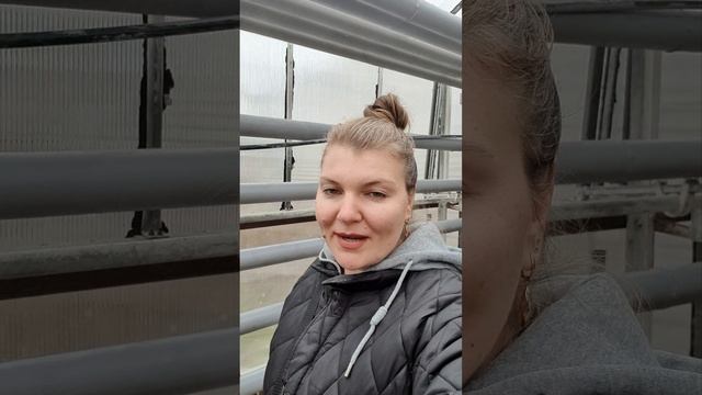 Бал хризантем😀 часть 1